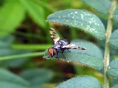 Herina lugubris