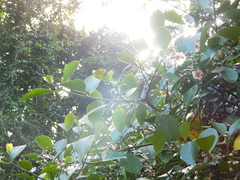 Malpighia glabra