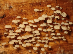 Gloiocephala