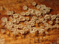 Gloiocephala