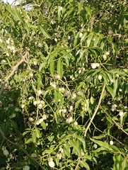 Vallesia glabra