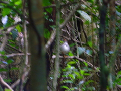 Catharus aurantiirostris