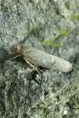 Phaeosaces apocrypta