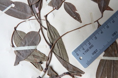 Dalbergia neoperrieri