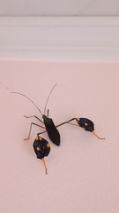 Diactor bilineatus