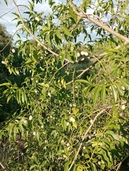 Vallesia glabra