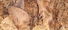 Acanthoscurria