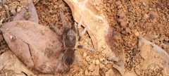 Acanthoscurria