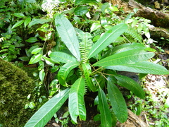 Dieffenbachia seguine