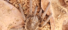 Acanthoscurria