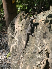 Ctenosaura oedirhina