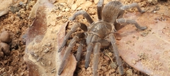 Acanthoscurria