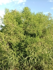 Vallesia glabra