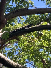 Ctenosaura oedirhina