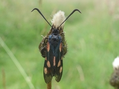 Zygaena lonicerae