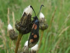 Zygaena lonicerae