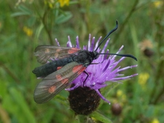 Zygaena lonicerae