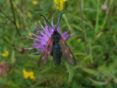 Zygaena lonicerae