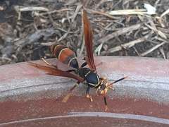 Polistes buyssoni