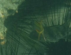 Neoniphon sammara