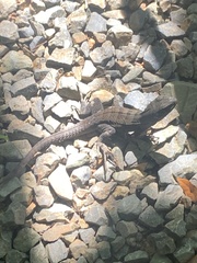 Ctenosaura oedirhina