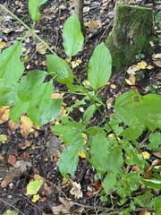 Cornus mas
