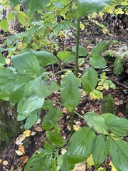 Cornus mas