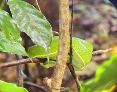 Bothriechis lateralis