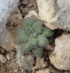 Tomostima cuneifolia