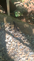 Ctenosaura oedirhina