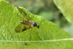 Atrichops crassipes