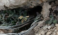 Tomostima cuneifolia