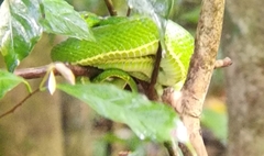 Bothriechis lateralis