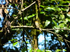 Empidonax flavescens