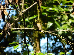 Empidonax flavescens