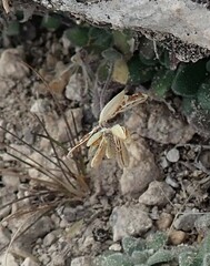 Tomostima cuneifolia