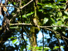 Empidonax flavescens