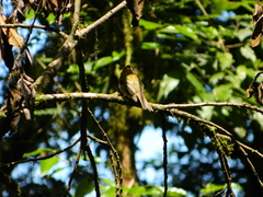 Empidonax flavescens