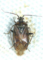 Deraeocoris annulipes