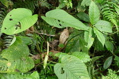 Anthurium lineolatum