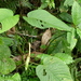 Anthurium lineolatum Sodiro
