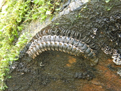 Nyssodesmus python