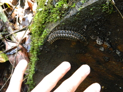 Nyssodesmus python