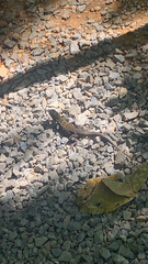 Ctenosaura oedirhina