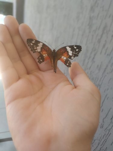 Red Peacock