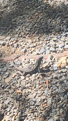 Ctenosaura oedirhina