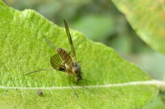 Atrichops crassipes