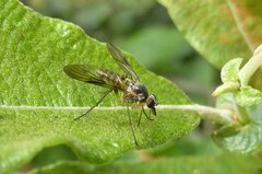 Atrichops crassipes