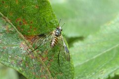 Atrichops crassipes