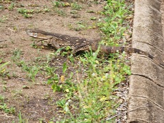 Varanus albigularis albigularis